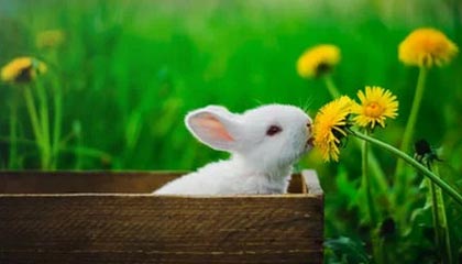 九游jiuyou-俄罗斯队重组阵容，欧洲门票争夺战打响，俄罗斯 国家队