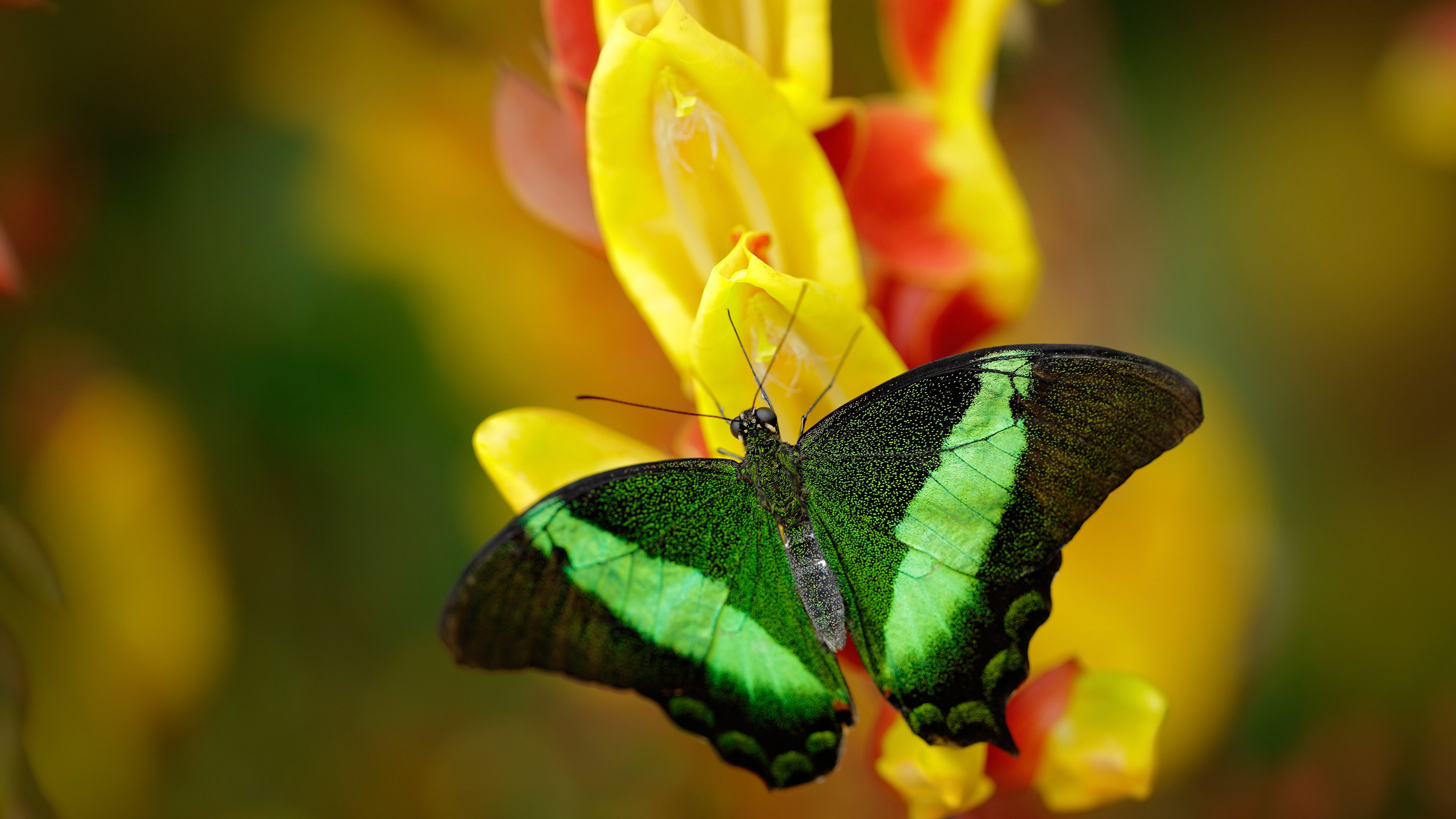 全国青少年“拼搏之星”年度评选正式启动，表彰未来之星，拼搏之星什么意思