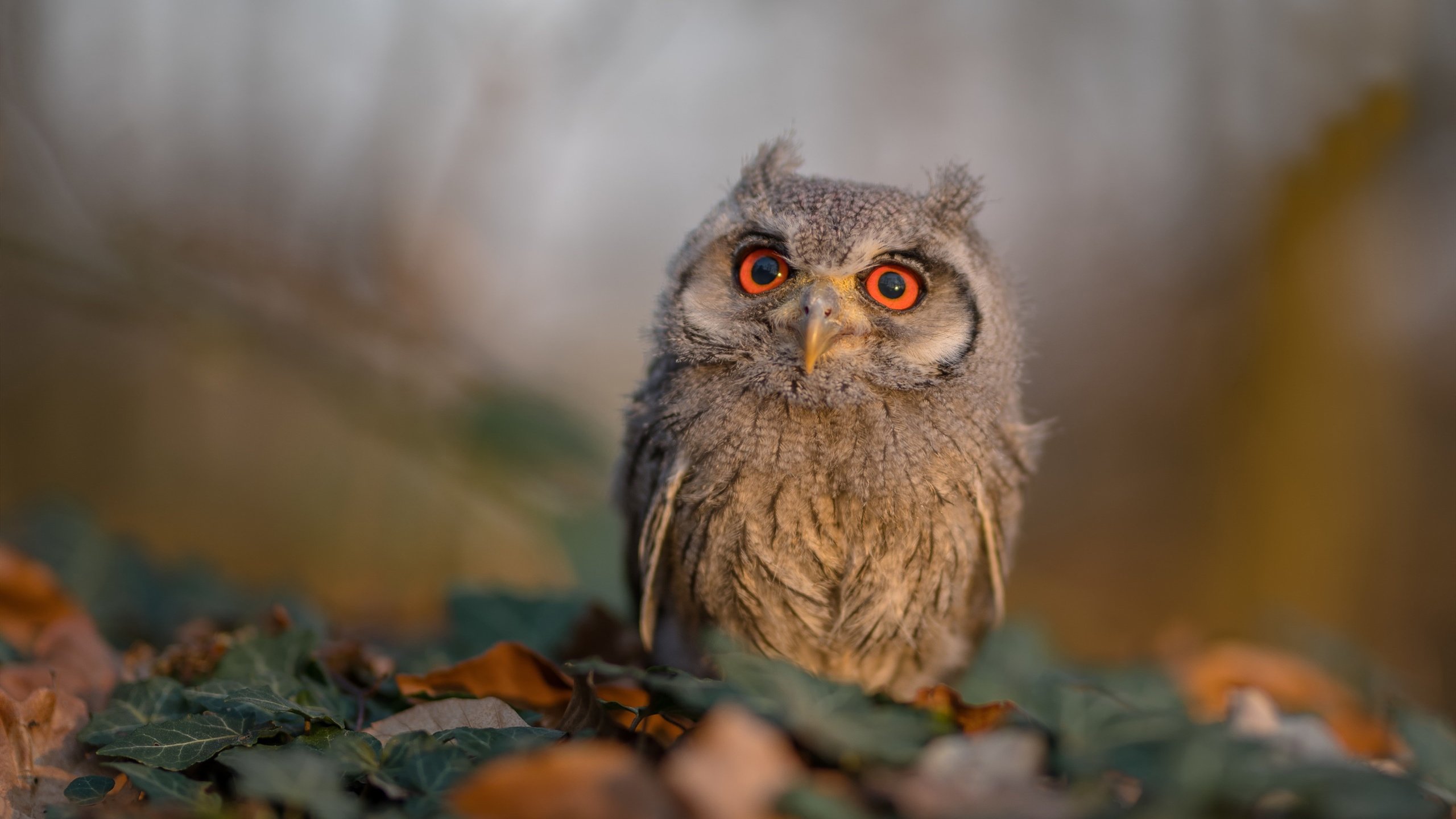 九游娱乐(jiuyou)官方网站-全国青少年“篮球文化节”在成都盛大开幕，推广体育与文化融合